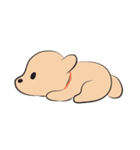 Kapi a little dog（個別スタンプ：16）
