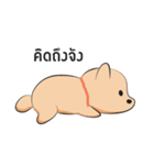Kapi a little dog（個別スタンプ：20）