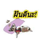 Toto ( a little dog )（個別スタンプ：2）