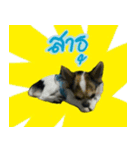 Toto ( a little dog )（個別スタンプ：3）