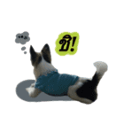 Toto ( a little dog )（個別スタンプ：5）