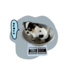Toto ( a little dog )（個別スタンプ：8）