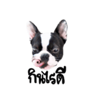 Frankie is frenchie（個別スタンプ：1）