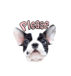 Frankie is frenchie（個別スタンプ：2）