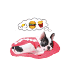 Frankie is frenchie（個別スタンプ：4）