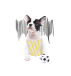Frankie is frenchie（個別スタンプ：5）