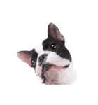 Frankie is frenchie（個別スタンプ：6）