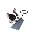 Frankie is frenchie（個別スタンプ：7）