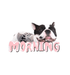 Frankie is frenchie（個別スタンプ：8）