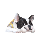 Frankie is frenchie（個別スタンプ：9）