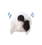 Frankie is frenchie（個別スタンプ：10）