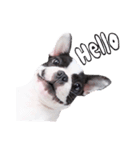 Frankie is frenchie（個別スタンプ：11）