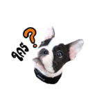 Frankie is frenchie（個別スタンプ：12）