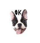 Frankie is frenchie（個別スタンプ：13）