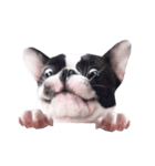 Frankie is frenchie（個別スタンプ：14）