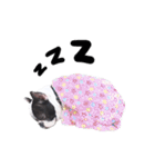 Frankie is frenchie（個別スタンプ：15）