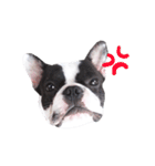 Frankie is frenchie（個別スタンプ：16）