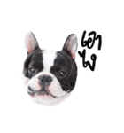 Frankie is frenchie（個別スタンプ：18）