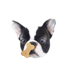 Frankie is frenchie（個別スタンプ：20）
