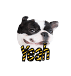 Frankie is frenchie（個別スタンプ：21）