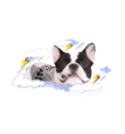 Frankie is frenchie（個別スタンプ：22）