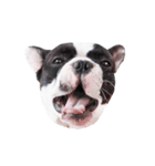 Frankie is frenchie（個別スタンプ：23）