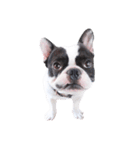 Frankie is frenchie（個別スタンプ：24）