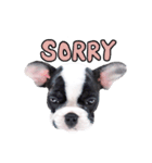 Frankie is frenchie（個別スタンプ：25）