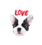 Frankie is frenchie（個別スタンプ：26）