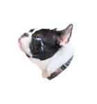Frankie is frenchie（個別スタンプ：27）