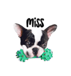 Frankie is frenchie（個別スタンプ：28）