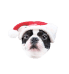 Frankie is frenchie（個別スタンプ：29）