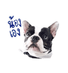 Frankie is frenchie（個別スタンプ：30）