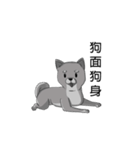 shiba with me（個別スタンプ：6）
