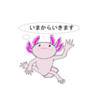 年中使えるウーパールーパーさん(敬語)（個別スタンプ：36）