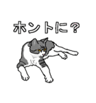 ネコへんじ 04（個別スタンプ：4）
