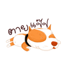 Sugar american pitbull（個別スタンプ：12）