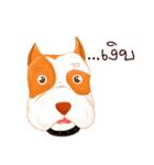 Sugar american pitbull（個別スタンプ：30）