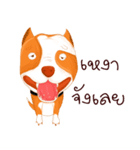 Sugar american pitbull（個別スタンプ：31）