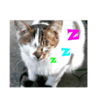 street cat images -2（個別スタンプ：1）