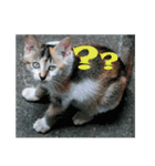 street cat images -2（個別スタンプ：5）
