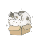 Cats don't talk（個別スタンプ：7）