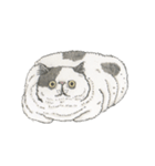 Cats don't talk（個別スタンプ：15）