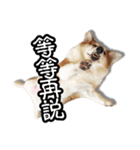 corgi dog daily（個別スタンプ：1）