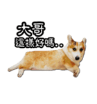 corgi dog daily（個別スタンプ：2）