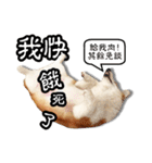 corgi dog daily（個別スタンプ：3）