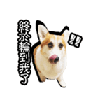 corgi dog daily（個別スタンプ：4）