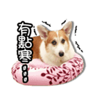 corgi dog daily（個別スタンプ：5）