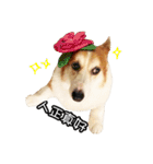 corgi dog daily（個別スタンプ：6）