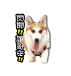 corgi dog daily（個別スタンプ：7）